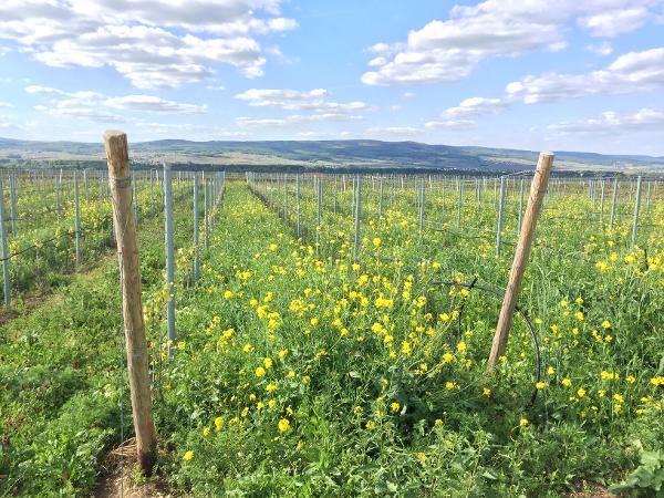 Weinberg Begrünung Öko