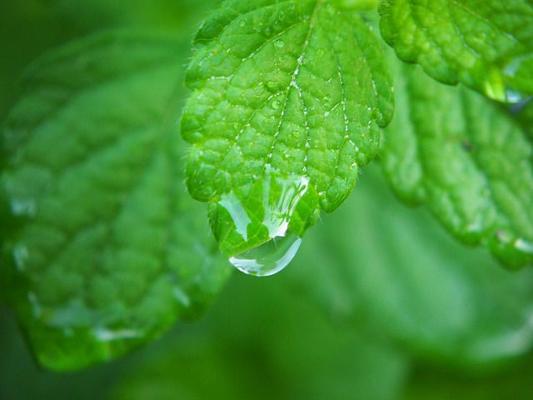 Zitronenmelisse groß Wassertropfen
