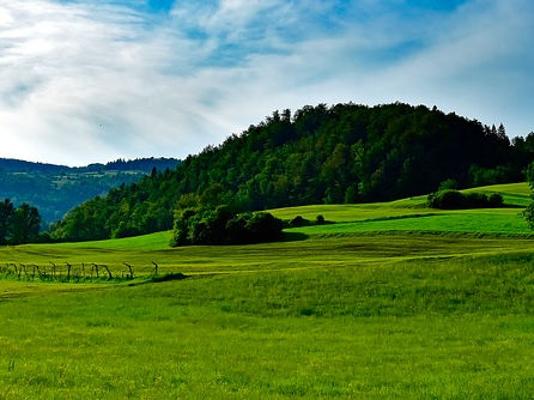 Wiese_Hintergrund_Wald