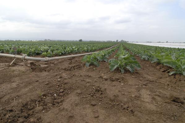 Bewässerung Gemüse