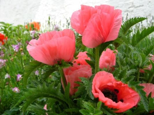 Mohn groß Mohn groß