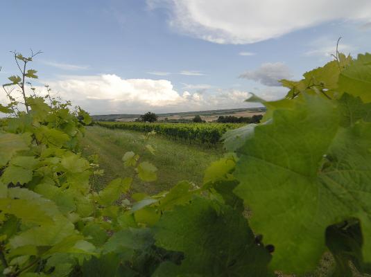 Blick durch Weinblätter Landschaft