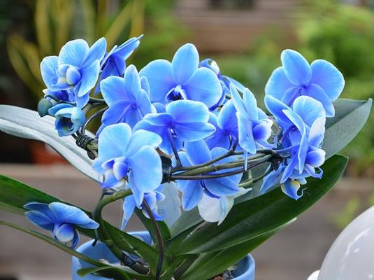 Orchidee blau